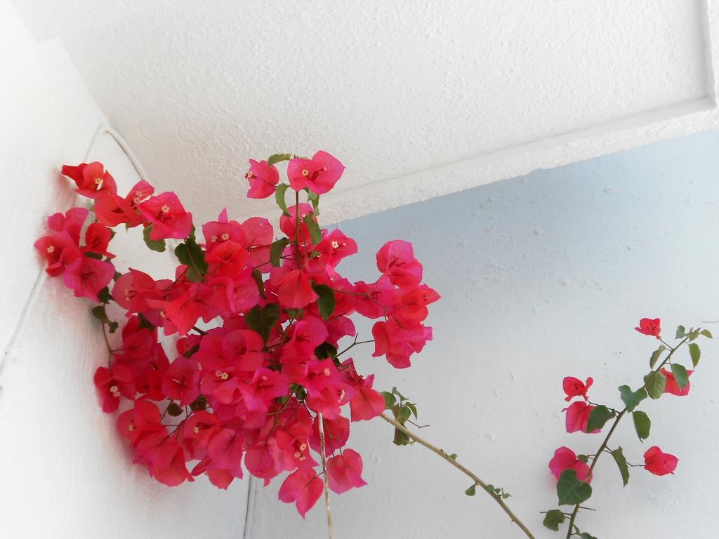 Aggela Guesthouse سكوبيلوس تاون المظهر الخارجي الصورة